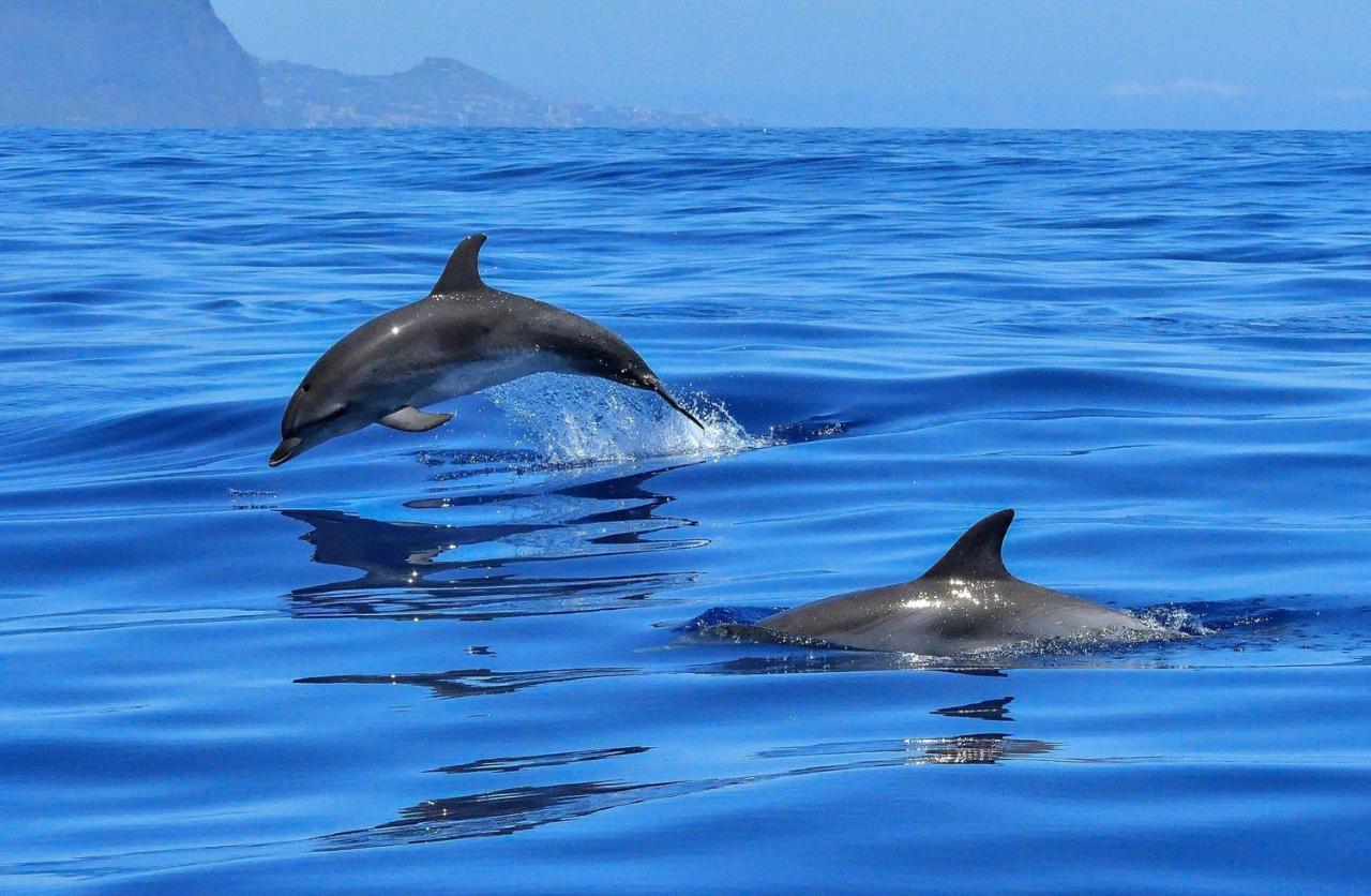 Apartamento incleibles vistas al océano y piscina. Acantilado de los Gigantes Esterno foto